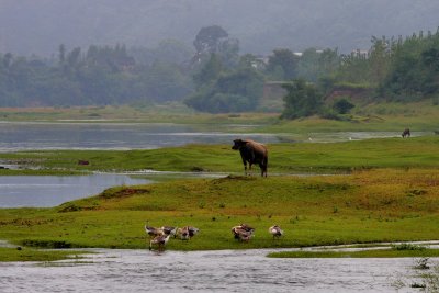 Water Buffalo