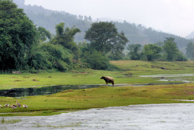 Water buffalo on the banks of the Lijiang river