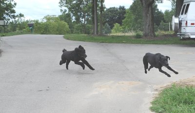 Dog chase 1
