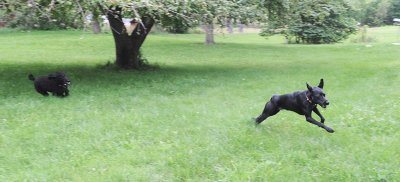 Dog chase 3