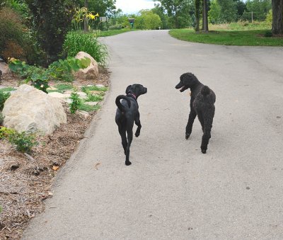 Dog chase 4