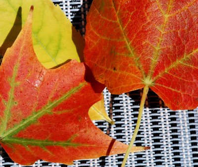 Fall leaf change_2b