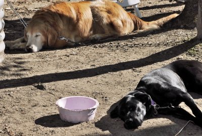 camping is hard on dogs
