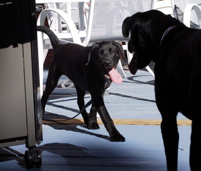 dark deck dogs