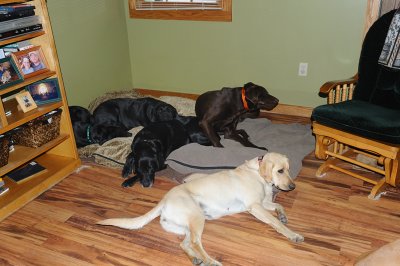 Lab Lodge