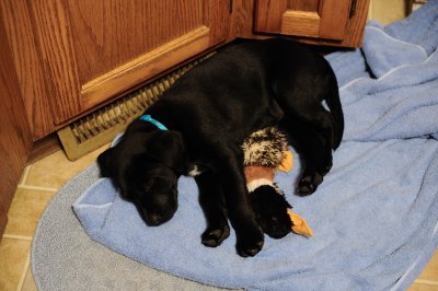 duck rug 2