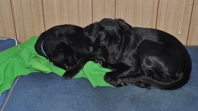 dark dog december downtime