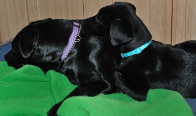 dark dog nap 2.jpg