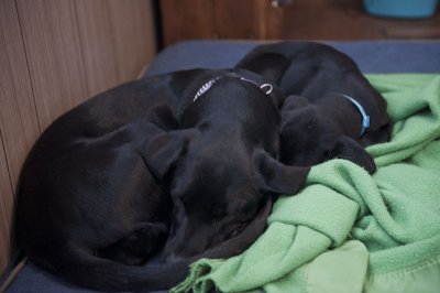 dark dog recharging