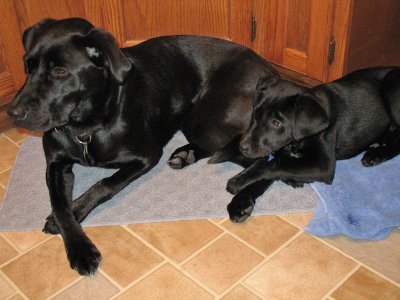 animal house_12-14-10