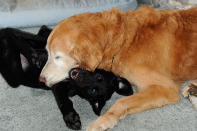chew on the puppy 0
