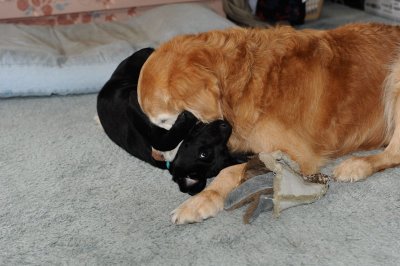 chew on the puppy 1
