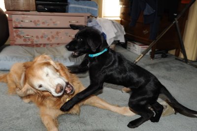 chew on the puppy 2
