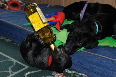 dark dog drinkin