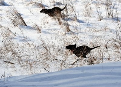 field romp 0