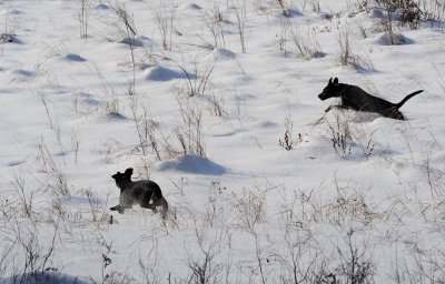 field romp 1