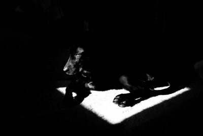 the black dog gets the sun spot