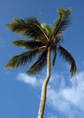palmier de la rpublique dominicaine.jpg
