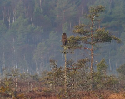 Ormvrk-Common buzzard-(Buteo Buteo)