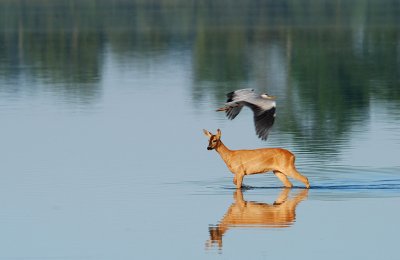 Rdjur-Roe deer-(Capreolus Capreolus)