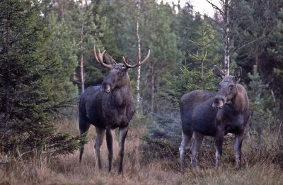 lg-Elk-(Alces Alces)
