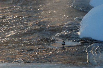 Strmstare-White-throated dipper-(Cinclus Cinclus)