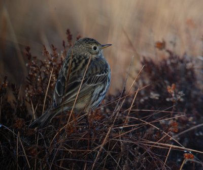 ngspiplrka-Meadow pipit-(Anthus Pratensis)