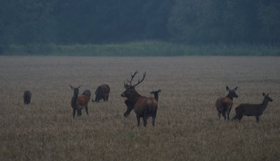 Kronvilt-Red Deer-(Cervus Elaphus)