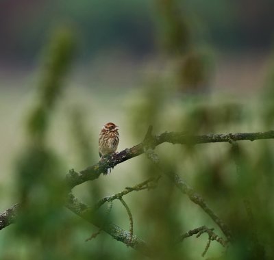 Svsparv-Reed bunting-Emberiza Schoeniclus)