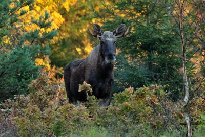 lg-Elk-(Alces Alces)