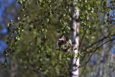 Pungmes-Eurasian penduline tit-(Remiz Pendulinus)