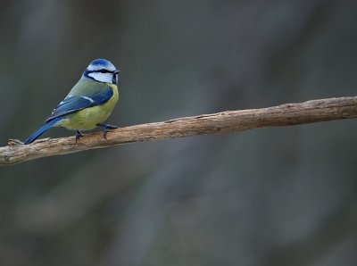 Blmes-Blue tit-(Parus Caeruleus)