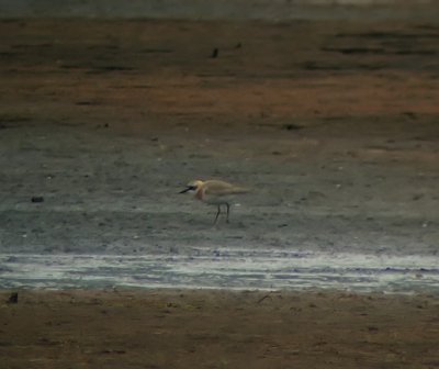 kenpipare-Great sand plover-(Charadrius Leschenaultii)