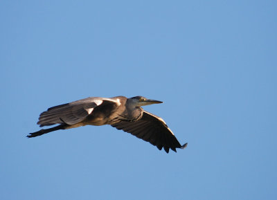 Grhger-Grey heron-(Ardea Cinerea)
