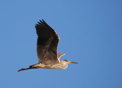 Grhger-Grey heron-(Ardea Cinerea)