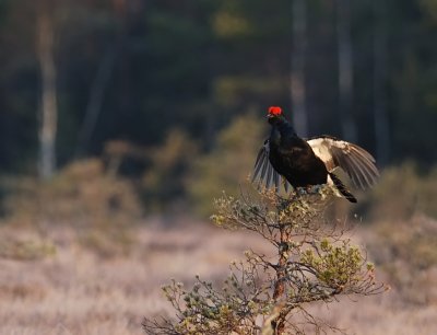 Orre-Black grouse-(Tetrao Tetrix)