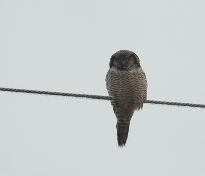 Hkuggla-Northern hawk owl-(Surnia Ulula)