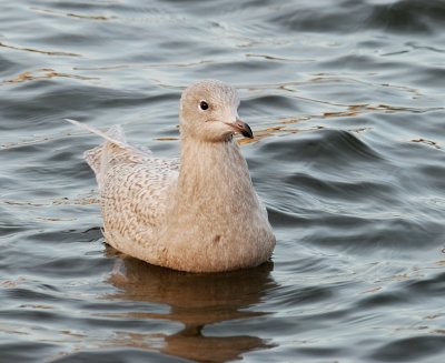 Vitvingad trut-Iceland gull-(Larus Glaucoides)