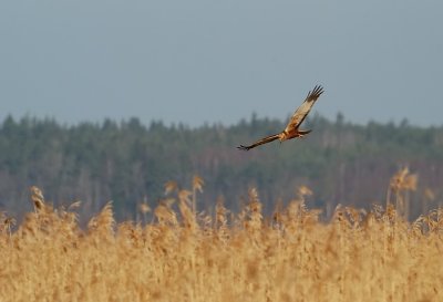 Brun krrhk-Western marsh harrier-(Circus Aeruginosus)