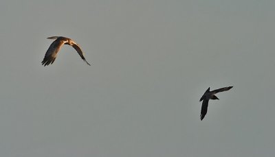Brun krrhk-Western marsh harrier-(Circus Aeruginosus)+Gr krka-Hooded crow-(Corvus Cornix)