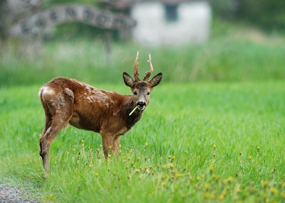 Rdjur-Roe deer-(Capreolus Capreolus)