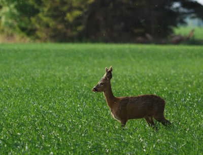 Rdjur-Roe deer-(Capreolus Capreolus)
