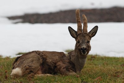Rdjur-Roe deer-(Capreolus Capreolus)