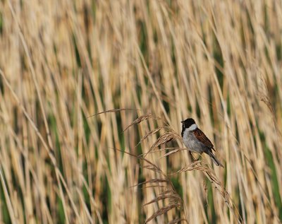 Svsparv-Reed bunting-(Emberiza Schoeniclus)