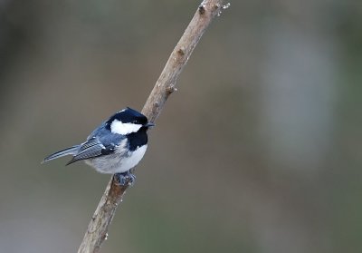 Svartmes-Coal tit-(Parus Ater)