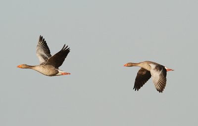 Grgs-Greylag goose-(Anser Anser)