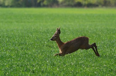 Rdjur-Roe deer-(Capreolus Capreolus)
