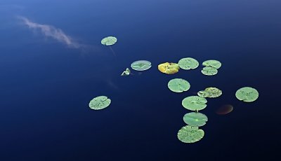Vit nckros-White water lily-(Nymphaea Alba)
