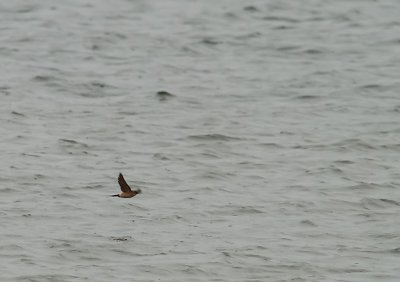 Rostgumpsvala-Red rumped swallow-(Cesropis Daurica)
