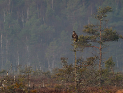 Ormvrk-Common buzzard-(Buteo Buteo)